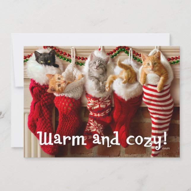 Gatitos de encargo del navidad de la foto el | en (Anverso)