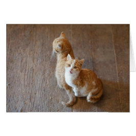 Gatitos de la mermelada que sientan bonito