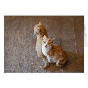 Gatitos de la mermelada que sientan bonito