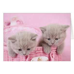Gatitos de shorthair del Reino Unido