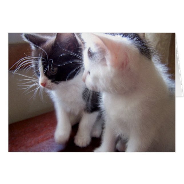 gatitos del bebé (Anverso (Horizontal))