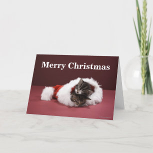 Gatitos dormidos junto en gorra del navidad