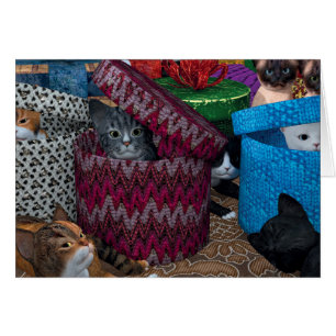 Gatitos En Cajas