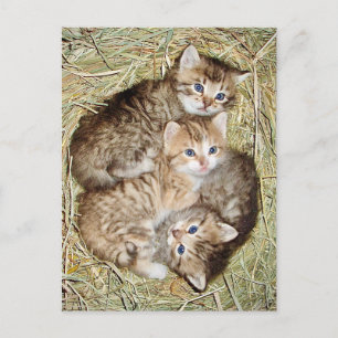 Gatitos en la postal de la cesta