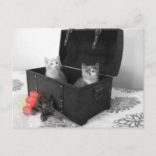 gatitos en maletero con postal de flores