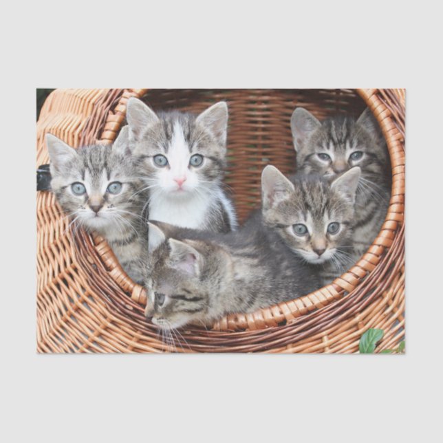 gatitos en papel tisular de cesta (Anverso)