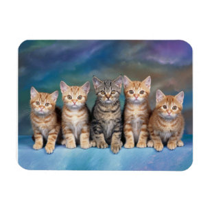 Gatitos en tabby en un imán de fila