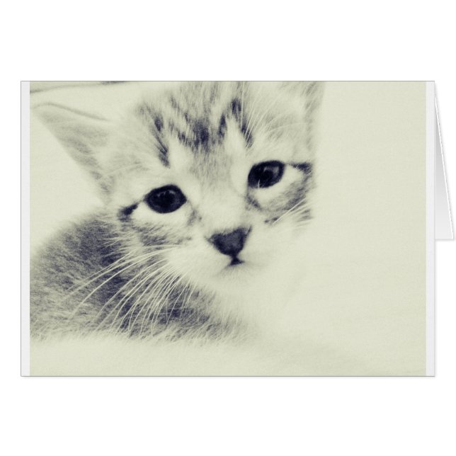 Gatitos para bebés (Anverso (Horizontal))