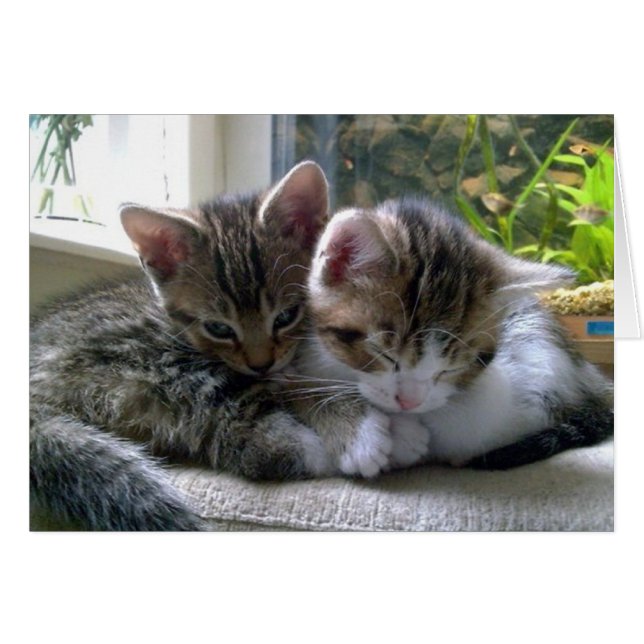 Gatitos somnolientos (Anverso (Horizontal))