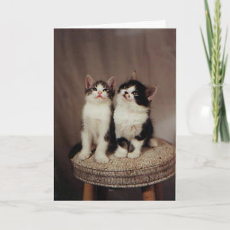 gatitos, tarjeta de los amigos fieles