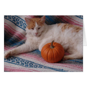 Gatitos y calabaza