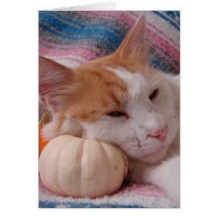 Gatitos y calabaza