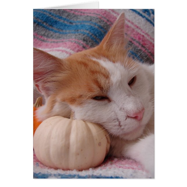 Gatitos y calabaza (Frente)