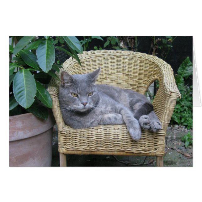 Gato (Anverso (Horizontal))