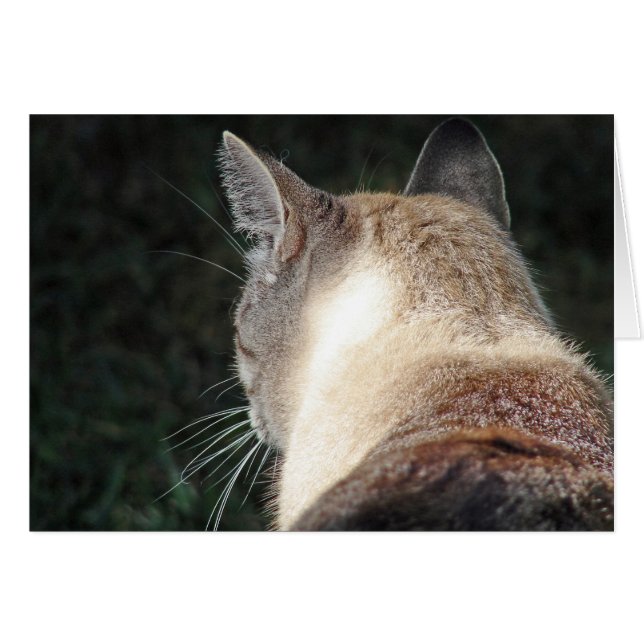 Gato (Anverso (Horizontal))