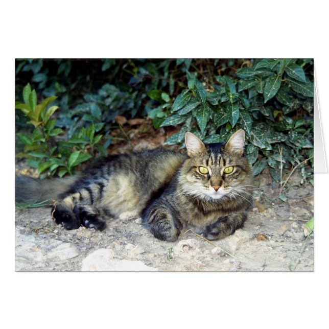 Gato (Anverso (Horizontal))