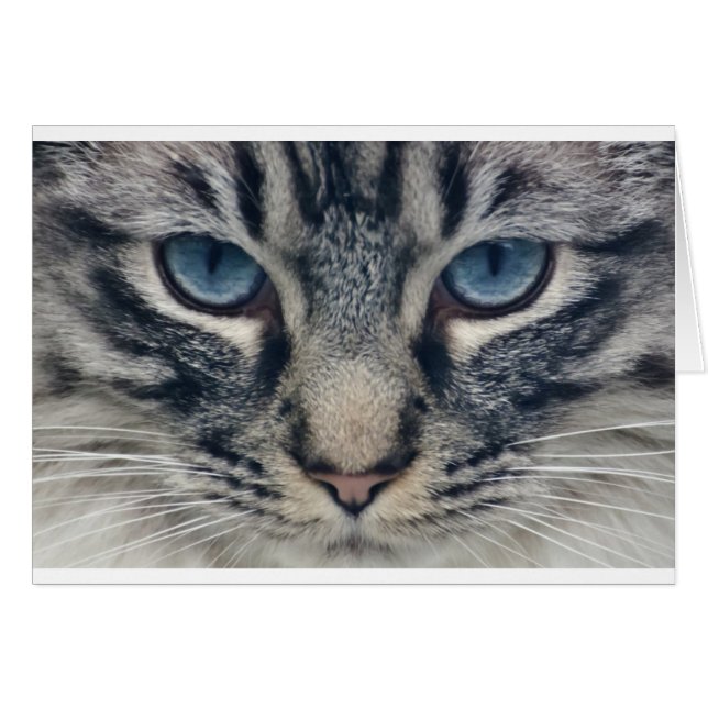 Gato (Anverso (Horizontal))