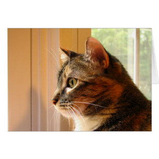 Gato