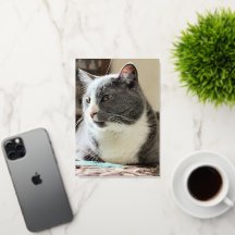 Gato