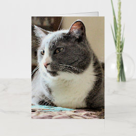 Gato