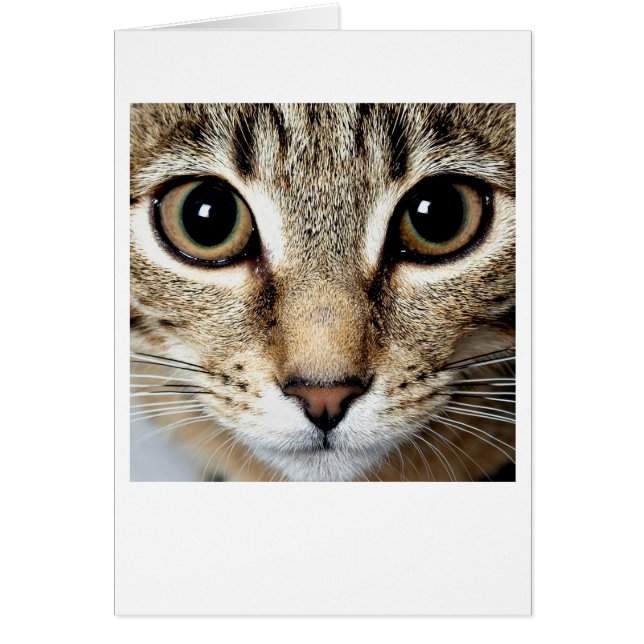 Gato (Frente)