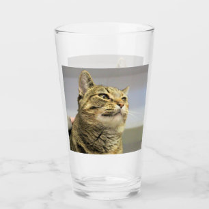 Gato