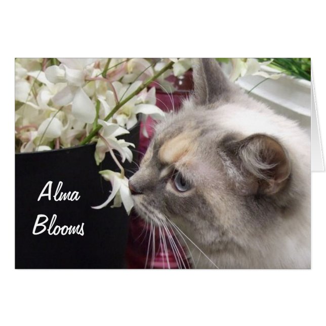 Gato 1 (Anverso (Horizontal))