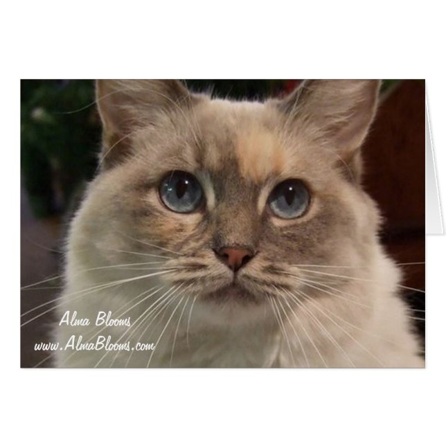 Gato 2 (Anverso (Horizontal))