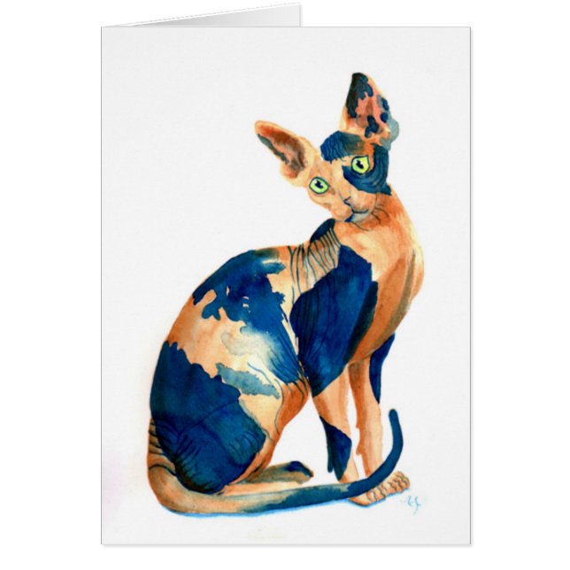 Gato 6 de Sphynx (Frente)