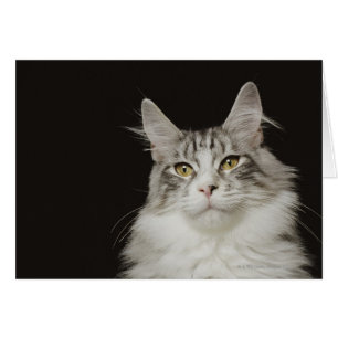 Gato adulto Maine Coon