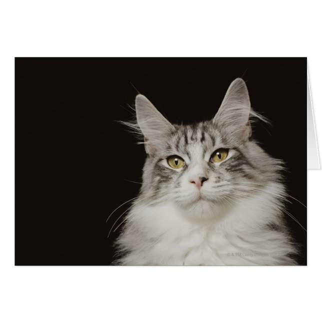 Gato adulto Maine Coon (Anverso (Horizontal))