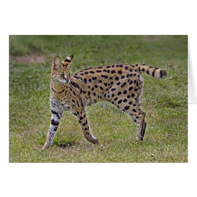 Gato africano salvaje del Serval (Anverso (Horizontal))