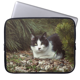 Gato al descubierto - Bolsa