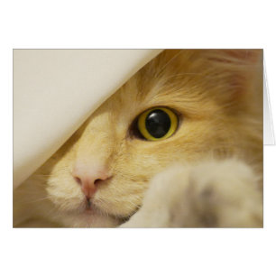 Gato amarillo mirando hacia fuera