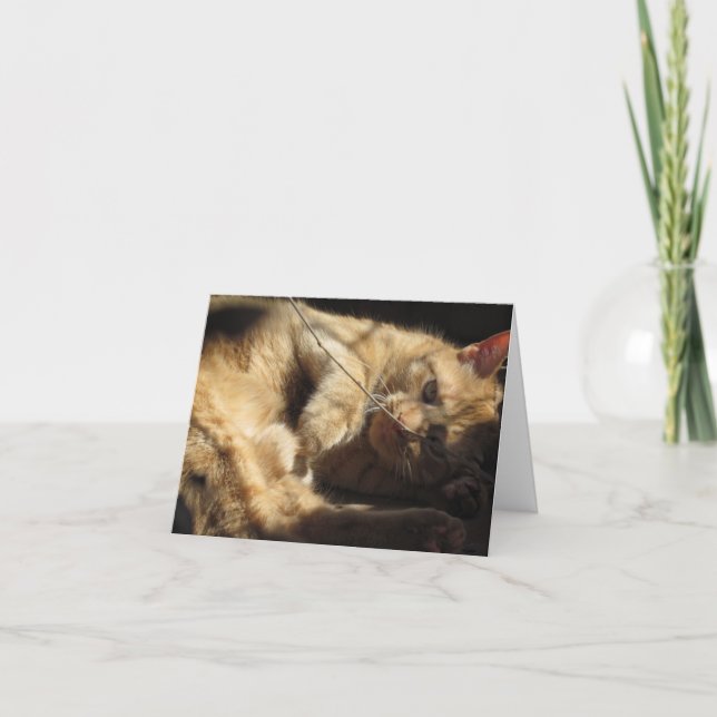 Gato anaranjado en las tarjetas de nota de la sol (Anverso)