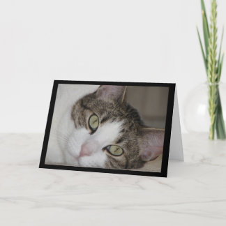 Gato anhelante que le falta tarjeta de