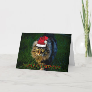 Gato animal del gatito del navidad de Navidad de