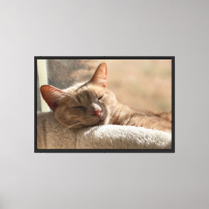 Gato Atigrado Jengibre Dormido Arte de Gato Pacífi