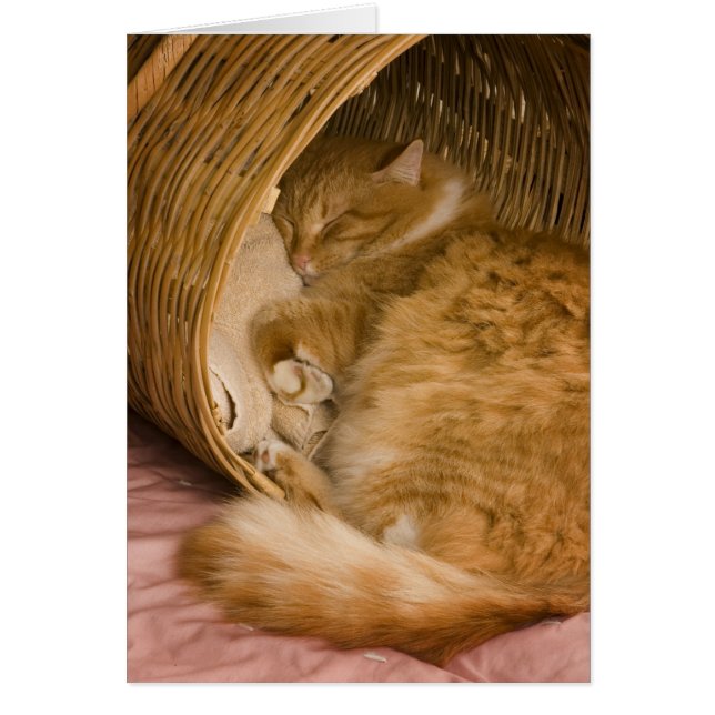 Gato atigrado naranja durmiendo en cesto (Frente)