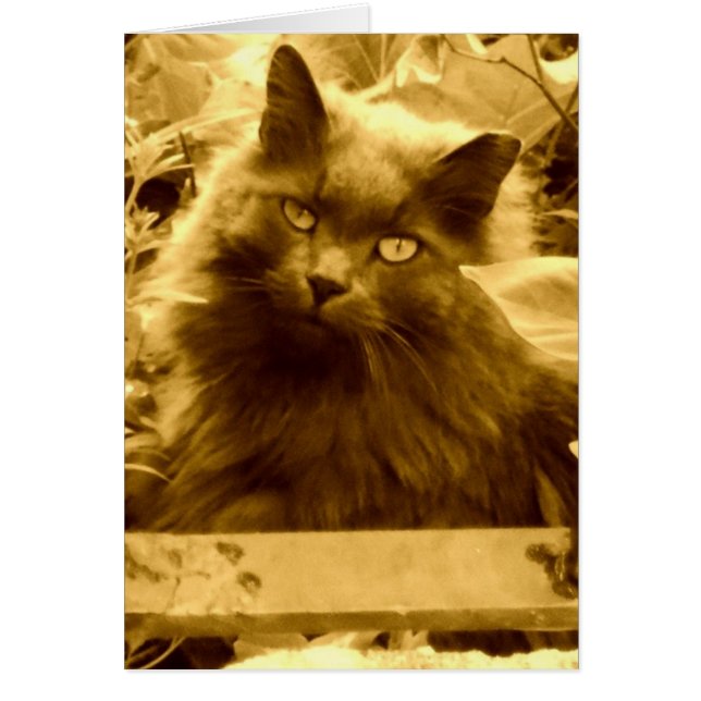 Gato azul ruso vintage (Frente)