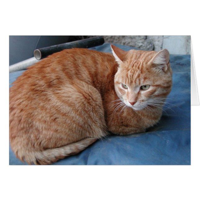 Gato Beige (Anverso (Horizontal))