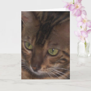 Gato Bengalí - Tarjeta de Felicitación