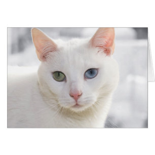 gato blanco con ojos impares