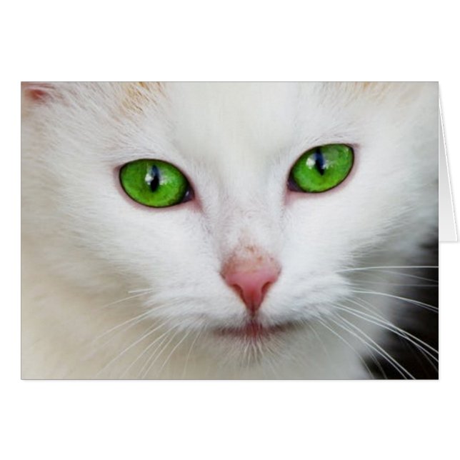 Gato Blanco con Ojos Verdes (Anverso (Horizontal))