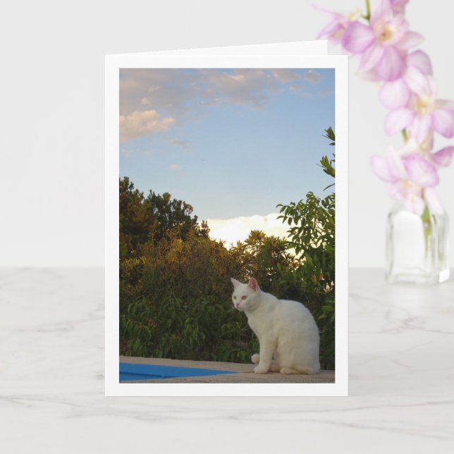 Gato blanco en la tarjeta de la piscina (Orquídea)