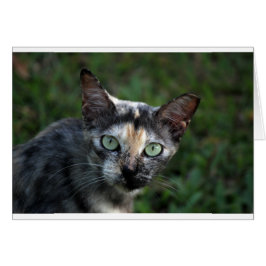 Gato blanco gris marrón con ojos verdes