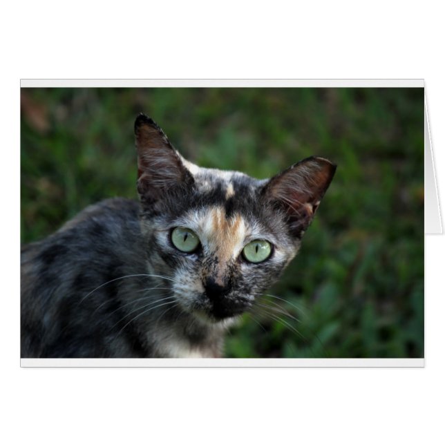 Gato blanco gris marrón con ojos verdes (Anverso (Horizontal))