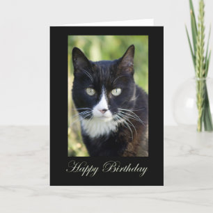 Gato blanco y negro, tarjeta de cumpleaños en blan