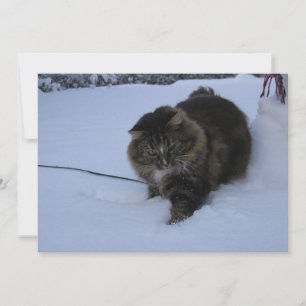 gato bosque noruego atigrado marrón en nieve