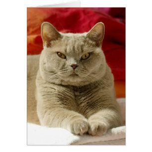 Gato británico del shorthair de la lila